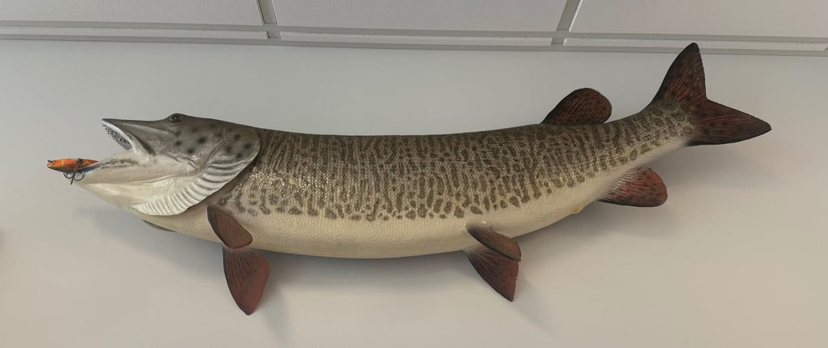 Mounted taxidermy muskie fish display with dark patterned back and cream-colored belly on white ceiling